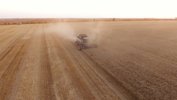 尼古拉耶夫 乌克兰 2017年6月28日 一个令人惊叹的鸟瞰现代联合收割机收割小麦在一个巨大的领域在夏季 它在用稻草覆盖的田野上移动 — 图库视频影像