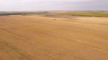 Bir birleştirme hasat uzak uçan bir dron görülür. Under buğday inanılmaz bir kuş bakışı under büyük bir buğday iyi görünüyor. Uçak altın saman ile bir römork çizim çalışma birleştirme doğru uçuyor. 