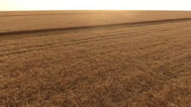 Reap buğday alanıyla havadan çekim yaz aylarında gün batımında harika bir gün batımı şaşırtıcı bir kuş bakışı Ukrayna buğday alanının gönderiyor. Acele ve düşük uçan uçak vurdu