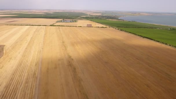 Vue aérienne d'un champ de blé doré par une journée ensoleillée en été Une magnifique vue aérienne d'un champ de blé mûr avec une ombre nuageuse en Ukraine par une journée ensoleillée La ligne d'horizon semble parfaite .