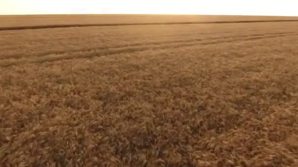 Vue aérienne d'un champ de blé avec des pointes oscillantes au coucher du soleil en été Vue aérienne encourageante d'un champ de blé en Ukraine au coucher du soleil doré. 
