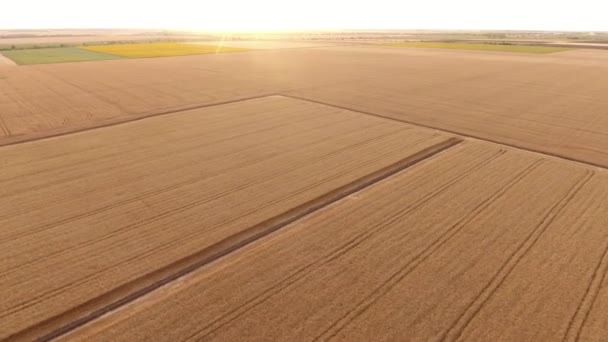 Luchtfoto Van Een Rijpe Tarweveld Met Rijstroken Een Zonnige Dag — Stockvideo