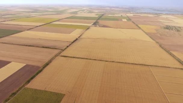 夏季阳光明媚的一天 Multistriped 农田的空中拍摄 在阳光明媚的日子里 乌克兰的一个农业领域的鸟瞰图 它覆盖着黄色 褐色和绿色的区域 — 图库视频影像