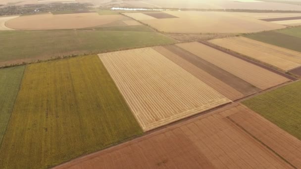 Foto Aérea Colorido Campo Agrícola Una Espléndida Puesta Sol Verano — Vídeos de Stock