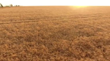 Sivri bir muhteşem gün doğarken sallanan ile bir altın buğday alanının hava atış yaz harika bir gündoğumu, şaşırtıcı bir kuş bakışı ile titrek bir olgun tahıl alanının gönderiyor. Gökyüzü parlak beyaz görünüyor 
