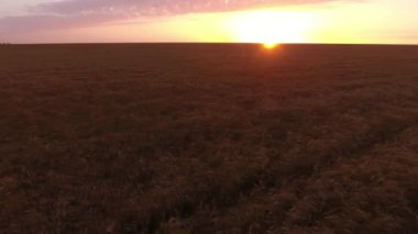 Yaz aylarında goden günbatımı ışınlarının olgun buğday alanında hava atış etkileyici bir kuş bakışı sallanan ile buğday alanının yaz aylarında altın batımında Ukrayna'da gönderiyor. Gökyüzü harika görünüyor