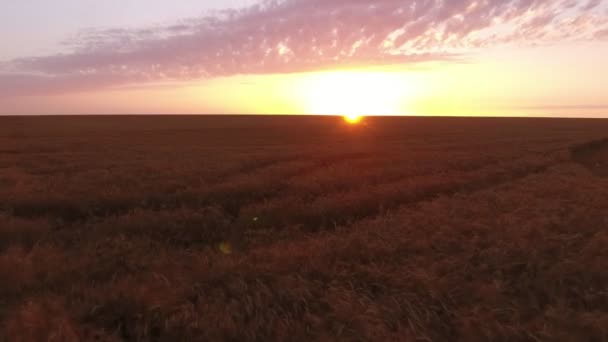 Aerial Shot Wheat Filed Drone Flying Sun Low Sunset Pintoresque — Vídeo de stock