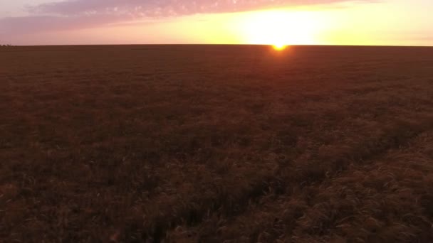 Goden 夕日の光線で熟した麦畑の空中ショット 風に揺れる麦畑の印象的な鳥の目のビューの夏の黄金の夕日でウクライナのスパイクします 空が見える素晴らしい — ストック動画