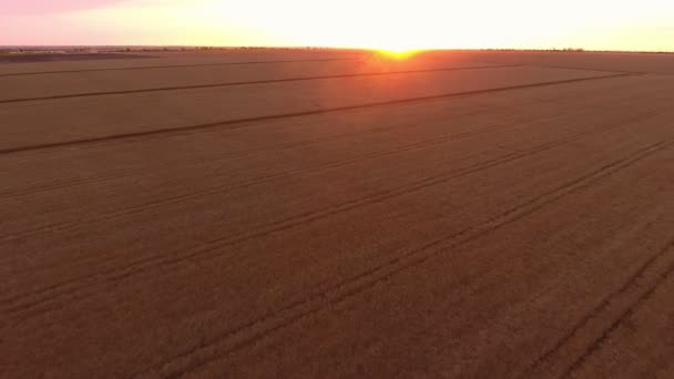 Aerial Shot Picturesque Wheat Fieldlooking Sea Flying Drone Astonishing Bird — Vídeos de Stock