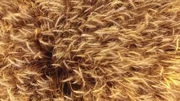 Vue aérienne de pointes de blé agitantes. Soudain, un drone vole au-dessus d'un immense champ. Une vue d'oiseau énigmatique des pointes de blé chuchotant les unes avec les autres. De façon inattendue, le drone monte en flèche sur un immense champ de blé doré .