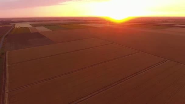 Antenn Skott Mångfärgad Jordbruksområdet Fantastisk Solnedgång Sommar Hisnande Utsikt Över — Stockvideo