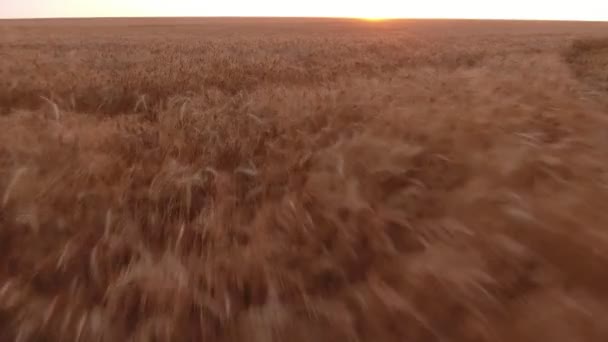 日没でウクライナの海の波のような低飛行ドローンの下で揺れている無限の麦畑の覚める鳥の目のビュー飛行ドローンの下で波のような熟した小麦のフィールド揺らめくの空中ショット — ストック動画