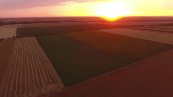 Aerial Shot Shining Golden Sunset Multistriped Wheat Field Summer Arty — Stock Video