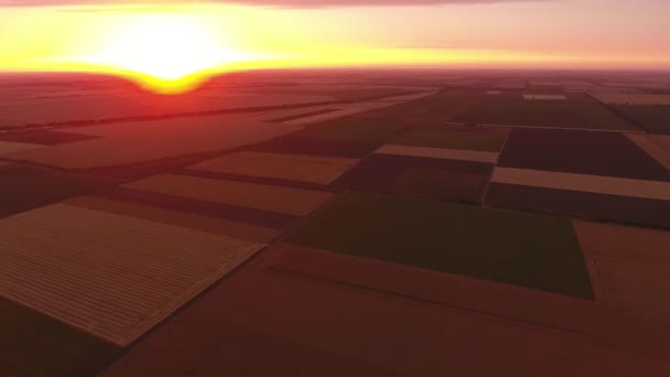 夏の夕暮れ時のウクライナの農業分野の夏の美しいビューでサンセットの光線で美しい農業分野の空中ショットは それは暗い黄色と茶色の色の縞模様で覆われています — ストック動画