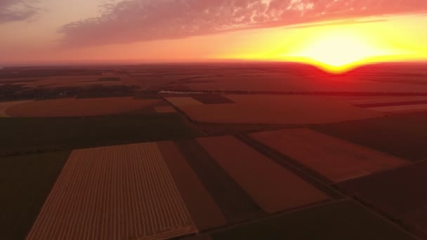 Летняя Воздушная Съемка Незабываемого Золотого Заката Над Полосатым Пшеничным Полем — стоковое видео