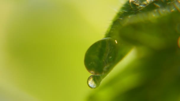 Gotas Espumantes Penduram Deslizam Uma Folha Verde Parque Dia Ensolarado — Vídeo de Stock