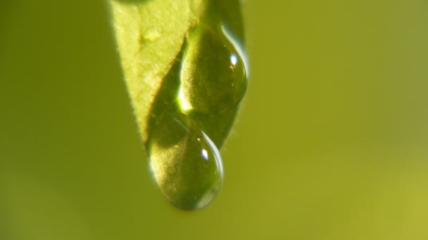 Des Gouttes Pluie Radieuses Pendent Tombent Une Feuille Verticale Par — Video