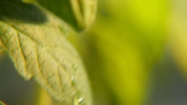 Gotas Chispeantes Lluvia Deslizan Sobre Pequeñas Hojas Una Ramita Verde — Vídeo de stock