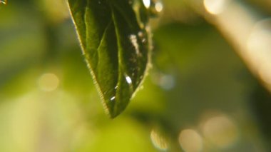 Aşağı in büyük blob parlayan ve rulo bir yeşil bahar güneşli bir günde bir parkta büyük parlak damla tumbling neşeli bir makro bırakın ve bir yeşil sallayarak üzerinde akış bırakın bir park bitki güneşli bir günde baharda