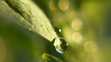 Canlı parlak blobs düşmek ve yeşil izinli bir bahçede güneşli bir günde baharda neşeli bir makro oynak damla aşağı düşen rulo ve güneşli bir günde bırakın bir bahçe bitki yeşil sallayarak üzerinde kayar. Onların canlı oldukları.