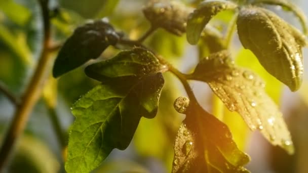 Grandes Gotas Lluvia Rodan Sobre Pequeñas Hojas Una Ramita Verde — Vídeos de Stock