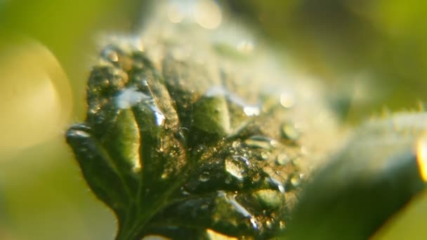 Briljante Parels Van Regen Vallen Groen Tuinplant Verlaat Een Zonnige — Stockvideo