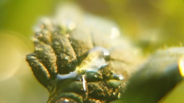 Trinkles Της Βροχής Πέφτουν Στο Πράσινο Φυτό Κήπου Φύλλα Κάτω — Αρχείο Βίντεο
