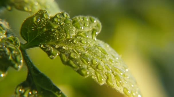 Ocasionales Gotas Lluvia Caen Sobre Las Hojas Verdes Las Plantas — Vídeo de stock
