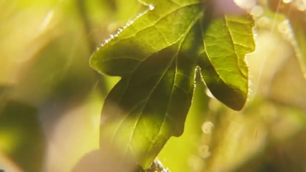 Fluxos Chuva Caem Sobre Planta Verde Jardim Folhas Sob Raios — Vídeo de Stock