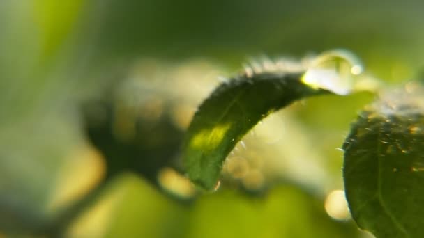 Kristal Berraklığında Damla Düşer Yeşil Izinli Bir Bahçede Güneşli Bir — Stok video