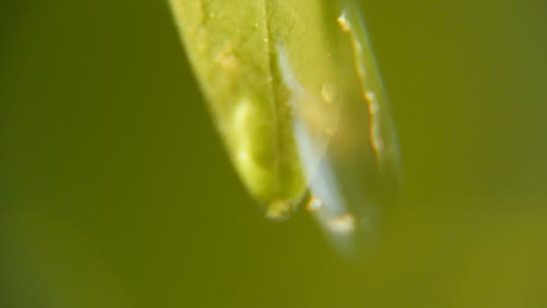 Gotas Cristalinas Deslizan Alegremente Una Licencia Verde Parque Día Soleado — Vídeo de stock