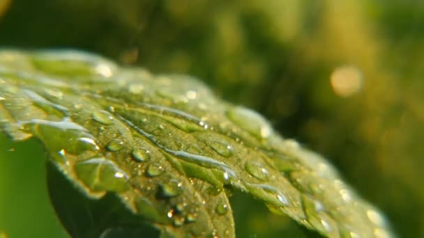 明るい雨しずくが重い春の雨春の雨の日に屋外の公園でいくつかの植物の緑の葉に落ちる光るちびりちびりのストリームの楽観的なマクロの中に野生公園で緑の葉に落ちる — ストック動画