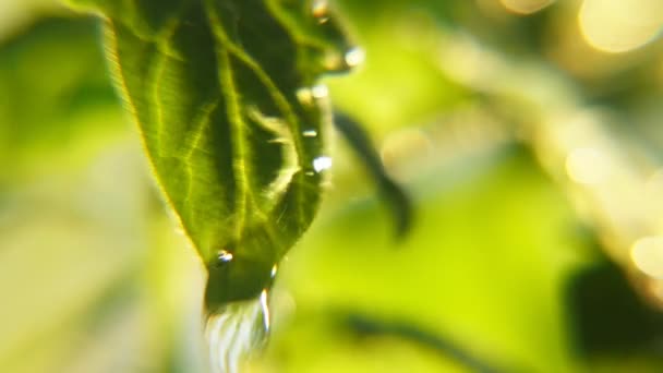 Beautiful Rainy Droplets Trinkle Growing Leaves Park Sunny Day Spring — Stock Video