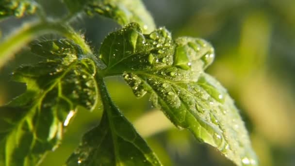 在一场大雨中 在一个野生公园里 灿烂的雨斑落在绿叶上 在春天的雨天 户外公园里一些植物的绿叶上飘着一股闪闪发亮的斑点 — 图库视频影像