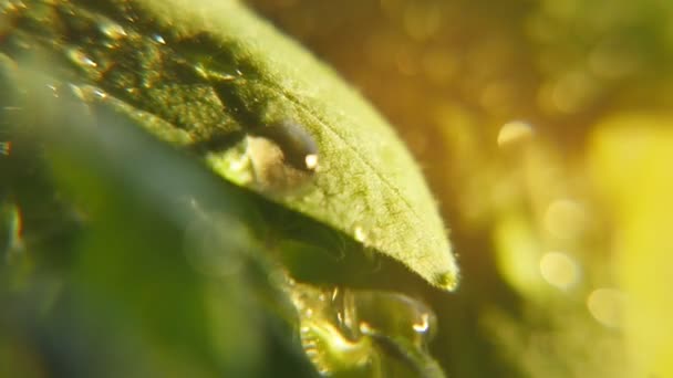 Блискучі Дощові Краплі Дрімають Вирощуванні Листя Парку Сонячний День Навесні — стокове відео