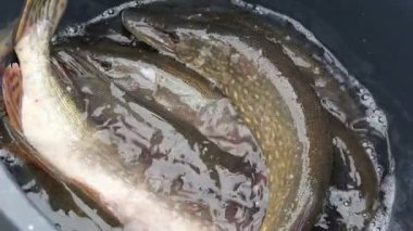 Hayatta mızrakları siyah bir kova ile su içine konur. Onlar bir nehirde yakaladı ve su ile büyük bir siyah kova atılmış büyük mızrakları özgün bir bakış çekimde twist. Ağır çekimde balık seyrederdik 