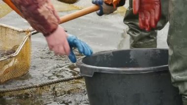 Nehir balığı bir scoopnet ile net üzerinden çıkardı ve nehir balığı pike, çipura ve levrek, bir nehir çekti gibi bir siyah kova A stunnung görünümünü yerleştirilir net ve büyük bir siyah kova bir scoopnet kullanarak koymak