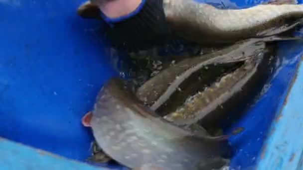 Las Manos Masculinas Guantes Toman Grandes Peces Vivos Una Bandeja — Vídeo de stock