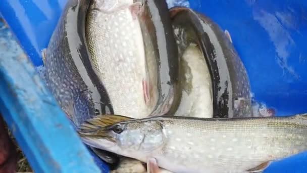 Les grands brochets se tordent et sautent au fond d'un sac de bâche à Xo@-@ mo Une vue saisissante vers le haut des grands brochets de rivière qui glissent, sautent et essaient de s'éloigner de leur dernier piège au ralenti . 