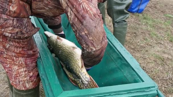 Man Neemt Twee Draaien Van Grote Snoeken Uit Een Houten — Stockvideo