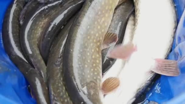 Las Picas Grandes Están Fondo Una Bolsa Azul Mueven Tratan — Vídeo de stock