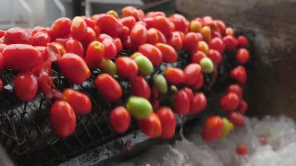 Tomates Rojos Maduros Que Mueven Una Banda Transportadora Caen Agua — Vídeo de stock