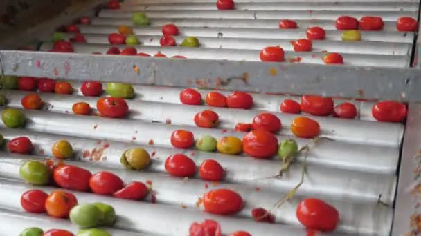 Remnants Ripe Tomatoes Moving Conveyor Stripe Tomato Processing Plant Original — Stock Video