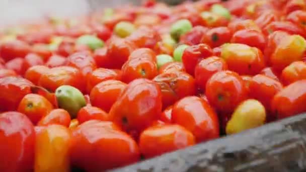 Tomates rouges mûres sur une bande de convoyeur moderne et tombant dans l'eau Inspirant gros plan de tomates rouges et jaunes fraîches allant sur une ligne de convoyeur à filet métallique et tombant dans l'eau propre sur une usine moderne de production de tomates à l'intérieur 