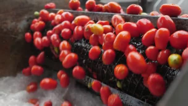 Färska Röda Tomater Som Rör Sig Transportörlinje Och Faller Vatten — Stockvideo