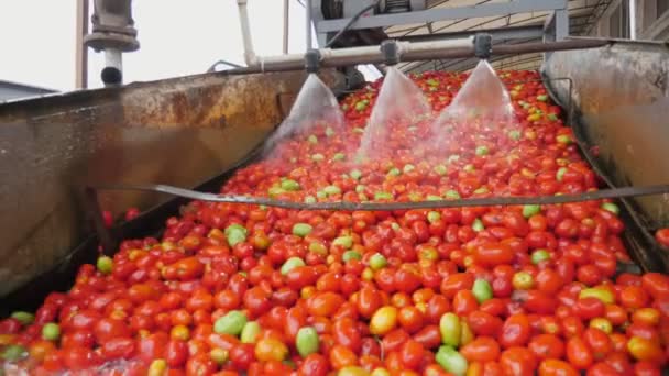 Tres Dispositivos Rocían Agua Para Purificar Los Tomates Una Moderna — Vídeo de stock