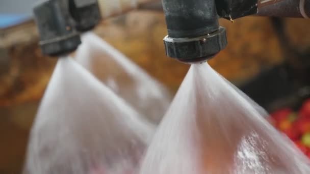 Trzy Dysze Natryskują Wodą Czyszczenia Pomidorów Nowoczesnej Fabryce Agro Latem — Wideo stockowe