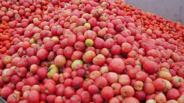 トマト加工工場での赤と黄色の新鮮なトマトの巨大な山現代のトマト加工工場での赤 黄色の新鮮なトマトの大きなヒープの印象的なビュー 楽観的で農業的で刺激的です — ストック動画