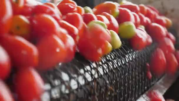 Honderden Verse Tomaten Die Van Een Transportband Vallen Een Tomatenverwerkingsbedrijf — Stockvideo