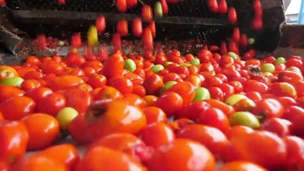 Montón Tomates Frescos Cayendo Una Línea Transportadora Una Planta Procesamiento — Vídeos de Stock